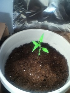 Aesliip's Grow 2 - Weedist