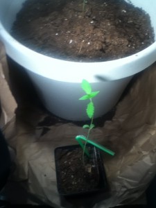 Aesliip's Grow 3 - Weedist