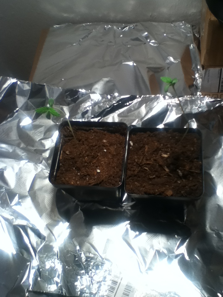Both Plants