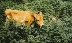 Title: cannabis gourmet: Cannabrisket, Source: http://24.media.tumblr.com/80180452c004bba5a02340969e938cd7/tumblr_mscn9oYD7I1qmmkv6o1_400.jpg