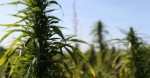 Hemp Trade Alliance: Canadian Regulations Impeding Growth