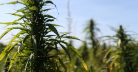 Hemp Trade Alliance: Canadian Regulations Impeding Growth