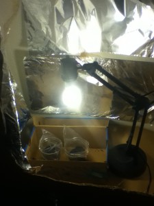 Germinating Set Up - Weedist