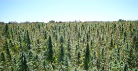 Farm Bill Passes Second Chamber With Hemp, No Drug Testing