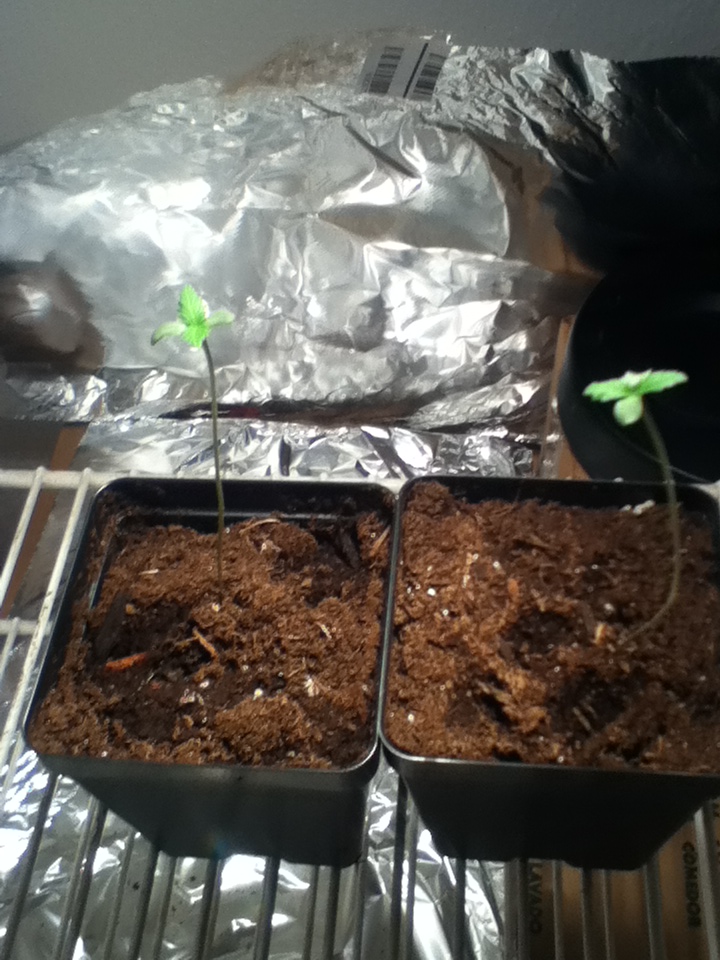Seedlings 2