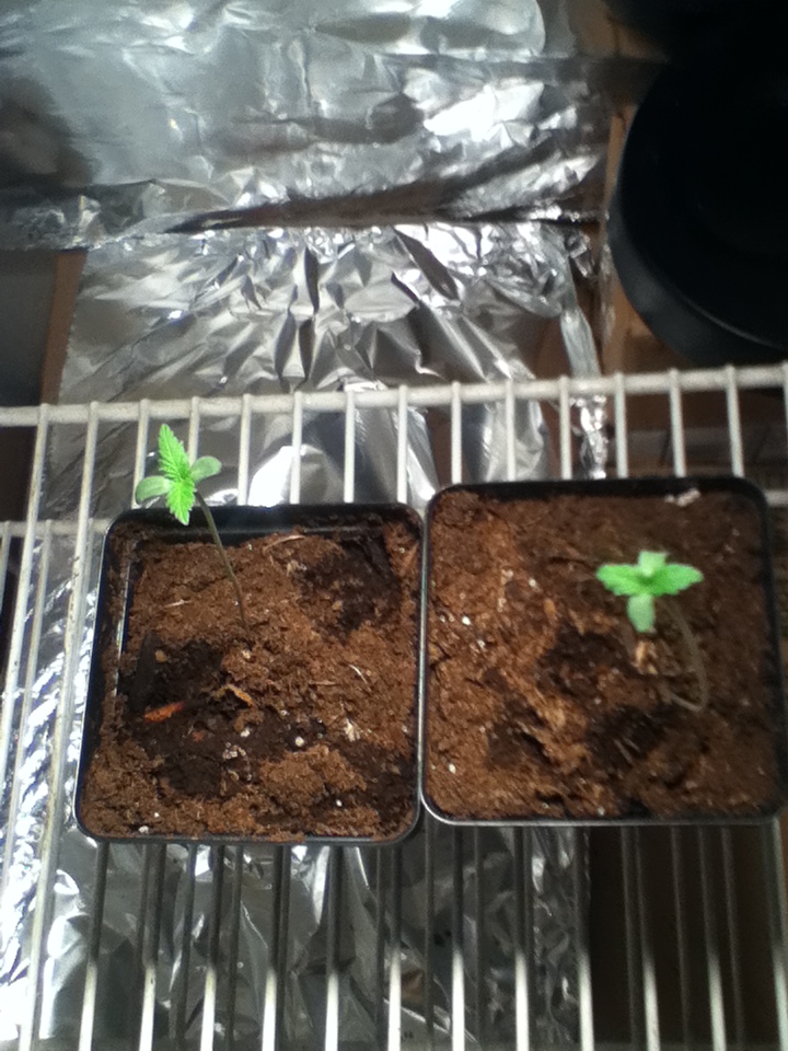 Seedlings 1