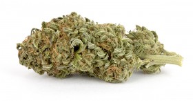 My Favorite Strains: Quasar