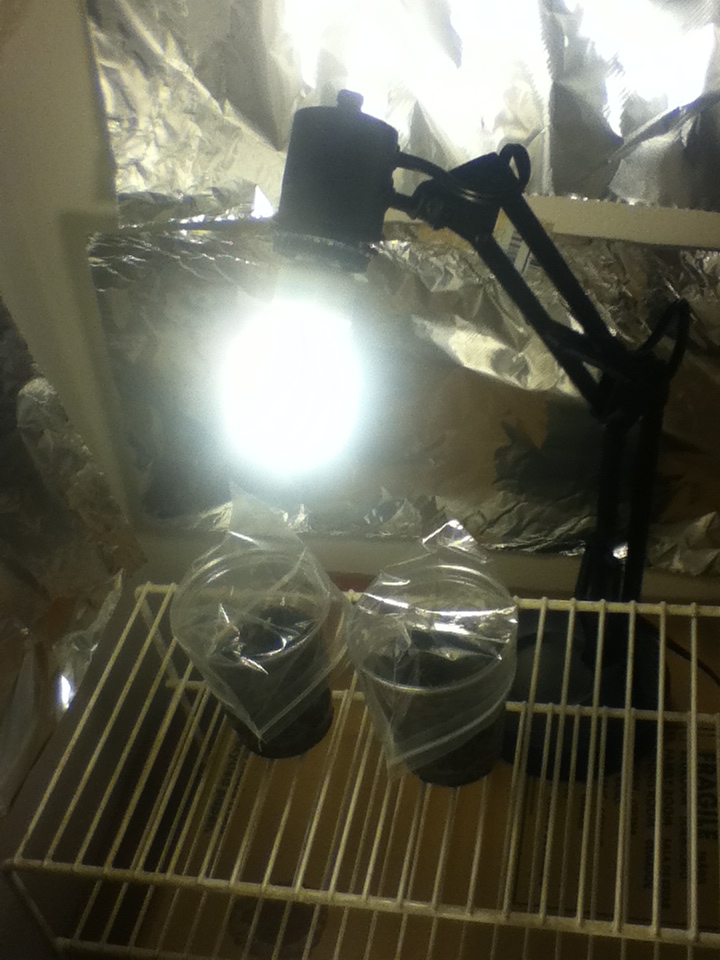 Set Up 1