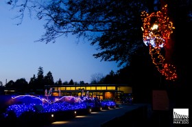 Weedist Destinations: ZooLights