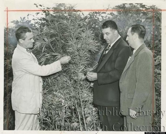 1951 Brooklyn: Former Cannabis Paradise, Source:http://i.huffpost.com/gen/1583355/thumbs/o-MARIJUANA-NYC-900.jpg?5