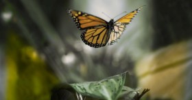 Weedist Destinations: The Butterfly House