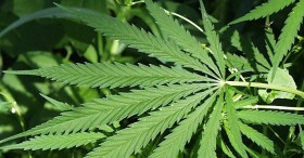 Petition to Remove Cannabis From Controlled Substances