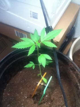 Aesliip's Grow Blue Dream - Weedist