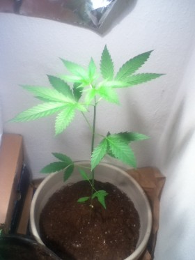 Aesliip’s Grow: Blue Dream, Weeks 5 and 6