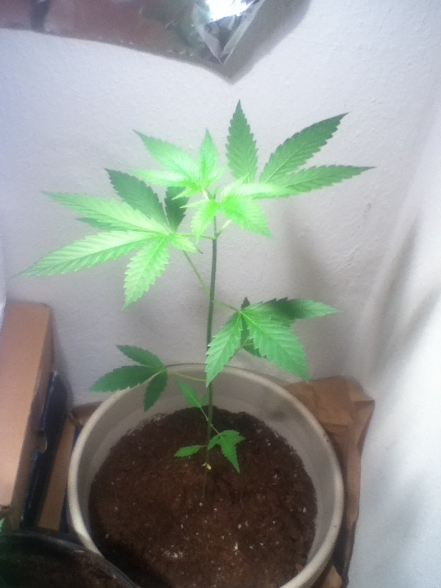 Aesliip's Grow Blue Dream - Weedist