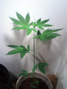Aesliip's Blue Dream Grow - Weedist