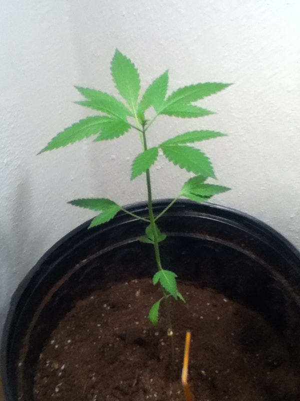 Aesliip's Grow: Weeks 8 and 9, the Smell!, Aesliip's Blue Dream Grow - Weedist, Source: Aesliip