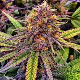 Instafire: Kimbo Kush