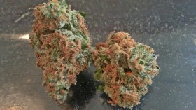 My Favorite Strains: Glass Slipper