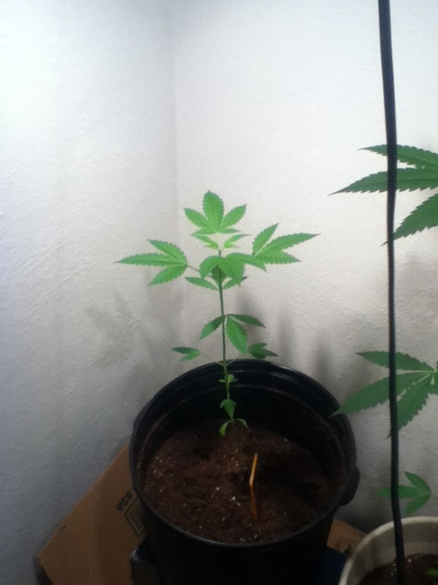 Vegetative Stage, Aesliip's Grow: Final Vegetative Weeks - Weedist, Source: Aesliip