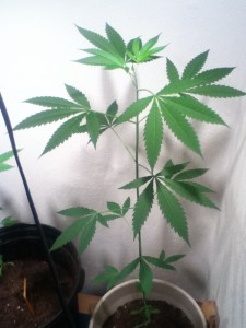 Vegetative Stage - Weedist