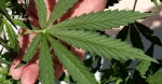 Florida’s First ‘Marijuana University’ Opens