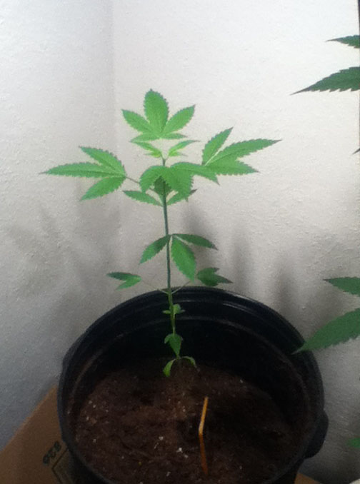 Aesliips Grow: Flowering, Source: Aesliip Weedist