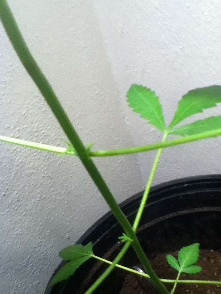 Aesliips Grow: Sexing 