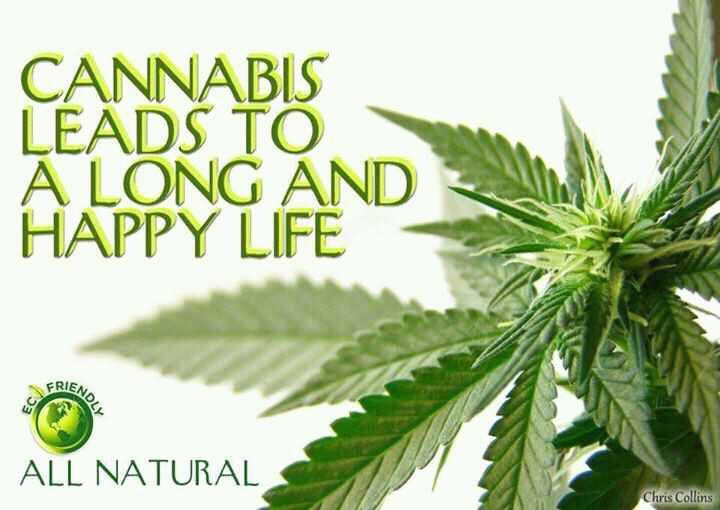 Title: Colbert Roasts Patrick Kennedy, Source: http://norml-uk.org/wp-content/uploads/2013/06/cannaibs_happy.jpg