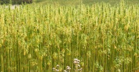 South Carolina Hemp Bill Moves Forward, MMJ Bill Introduced