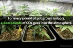 24 Mind-Blowing Facts About Marijuana Production in America