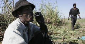 Marijuana in Jamaica: Puff Peace