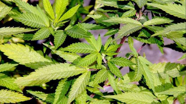 weed-poll-57, marijuana evidence: http://animalnewyork.com/2014/man-swallows-lit-pot-cigar-charged-tampering-evidence-hells-kitchen/