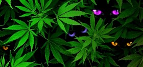 Study Explains Why Marijuana Makes Some Paranoid