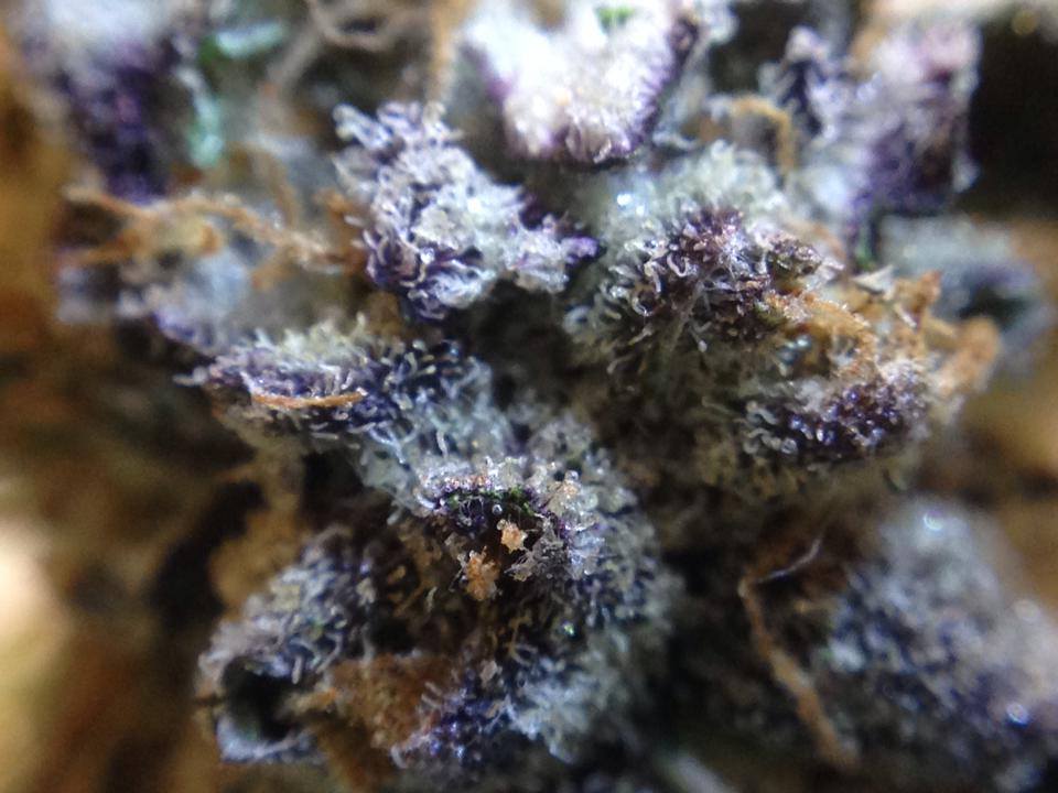 Dope Cup Baked Cookies