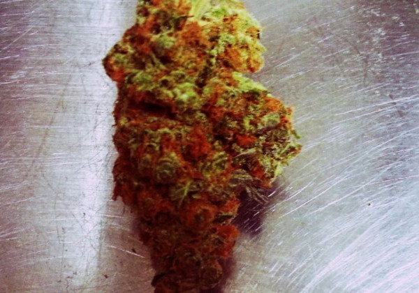 My Favorite Strains: Jilly Bean - Weedist