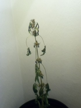 Aesliip’s Grow: Nutrients Disaster!
