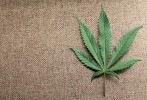 Minnesota Senate Passes Medical Pot Legislation