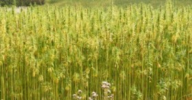 South Carolina: Lawmakers Sign Off on Hemp Cultivation Measure