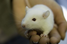 THC Prevents Brain Damage in Rats, Study Shows