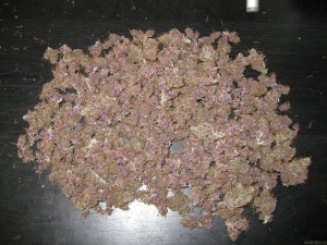My Favorite Strains: Blackwater - Weedist