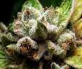 Cannabinoid Profiles: A Crash Course in CBD