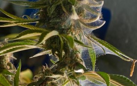 Charlatan’s Web: A CBD Debacle