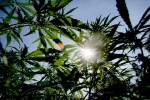 Cultivate: 4 Tips to Beat the Heat