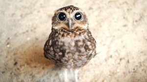 Piece of the Week | Trippin' Rainbow Owl Pipe, Source: http://media-cache-ak0.pinimg.com/736x/9a/83/10/9a83100730415d9e312c7f2e95771257.jpg