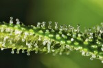 Cannabinoid Profiles: Meet Your CB Receptors