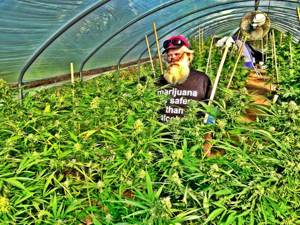 My Visit to A Legal Cannabis Farm - Weedist