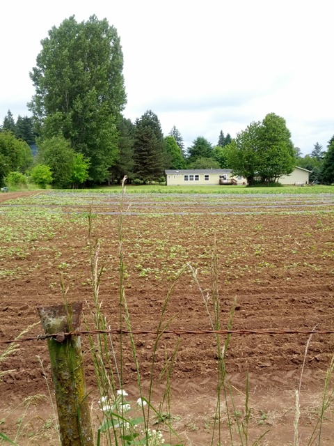 My Visit to A Legal Cannabis Farm - Weedist