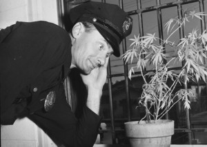 Are Law Enforcement Officers Ignorant?, Source: http://www.tokeofthetown.com/dumblookingcop-potplant-jail.jpg