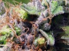 Cannabinoid Profile: A Crash Course in CBN